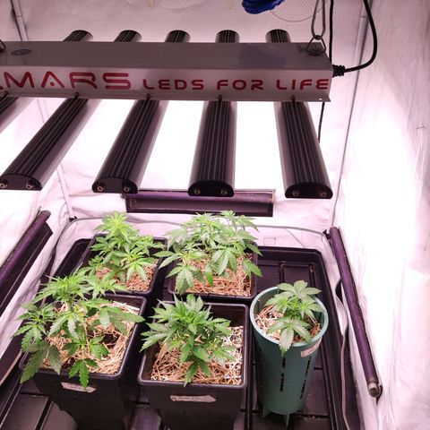 Auto Daiquiri Lime #2 growlog timeline photo