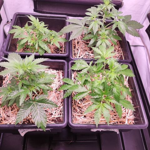 Auto CBD White Widow #2 growlog timeline photo