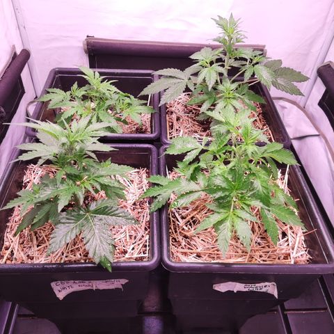 Auto CBD White Widow #2 growlog timeline photo