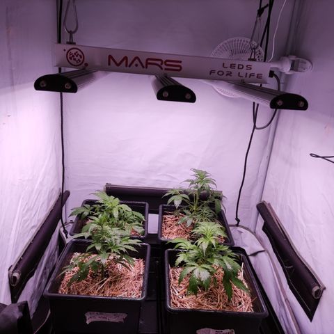 Auto CBD White Widow #2 growlog timeline photo