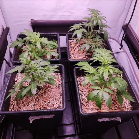 Auto CBD White Widow #2 growlog timeline photo