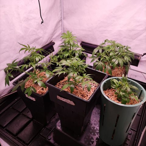 Auto Daiquiri Lime #2 growlog timeline photo