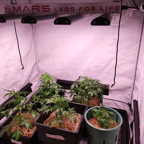 Auto Daiquiri Lime #2 growlog timeline photo
