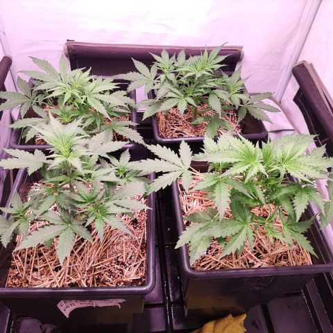 Auto CBD White Widow #2 growlog timeline photo