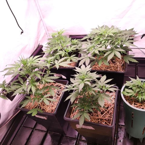Auto Daiquiri Lime #2 growlog timeline photo