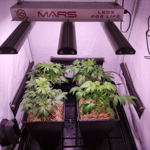 Auto CBD White Widow #2 growlog timeline photo