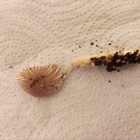 Auto Daiquiri Lime #2 growlog photo: Aparecieron estos 🍄🍄 después de un finde lluvioso. Los saqué por las dudas, no sé de qué especie son.