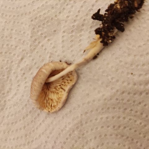 Auto Daiquiri Lime #2 growlog photo: Aparecieron estos 🍄🍄 después de un finde lluvioso. Los saqué por las dudas, no sé de qué especie son.