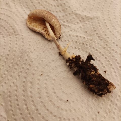 Auto Daiquiri Lime #2 growlog photo: Aparecieron estos 🍄🍄 después de un finde lluvioso. Los saqué por las dudas, no sé de qué especie son.