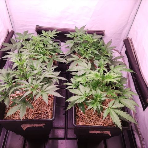 Auto CBD White Widow #2 growlog timeline photo