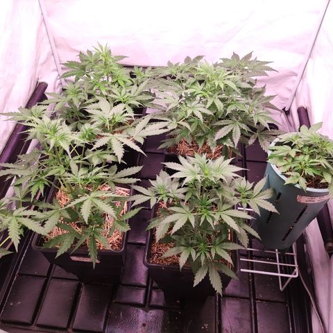 Auto Daiquiri Lime #2 growlog timeline photo