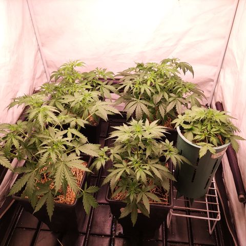 Auto Daiquiri Lime #2 growlog timeline photo