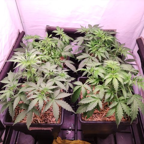 Auto CBD White Widow #2 growlog timeline photo