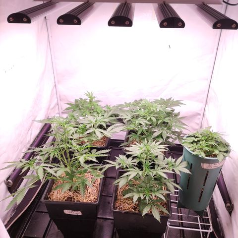 Auto Daiquiri Lime #2 growlog timeline photo