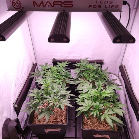 Auto CBD White Widow #2 growlog timeline photo