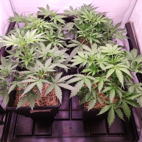 Auto CBD White Widow #2 growlog timeline photo