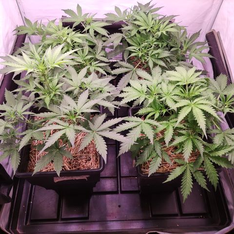 Auto CBD White Widow #2 growlog timeline photo