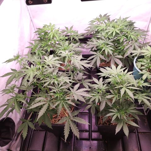 Auto Daiquiri Lime #2 growlog timeline photo