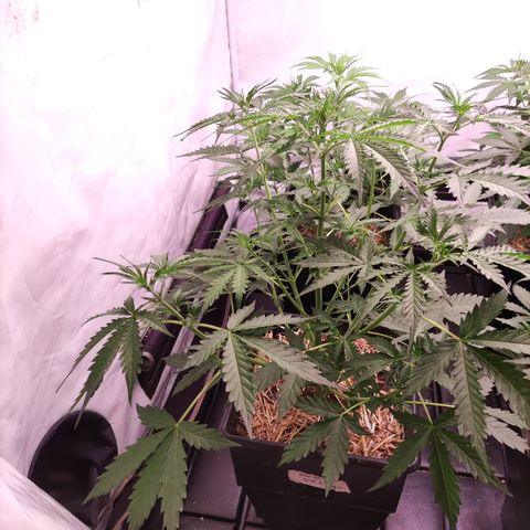 Auto Daiquiri Lime #2 growlog timeline photo