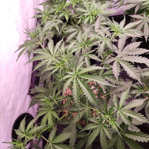 Auto Daiquiri Lime #2 growlog timeline photo