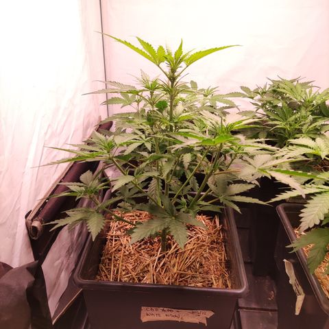Auto CBD White Widow #2 growlog timeline photo