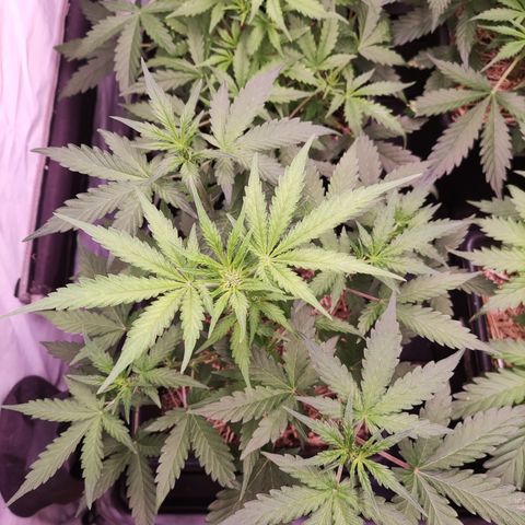 Auto CBD White Widow #2 growlog timeline photo