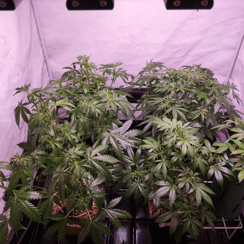 Auto Daiquiri Lime #2 growlog timeline photo