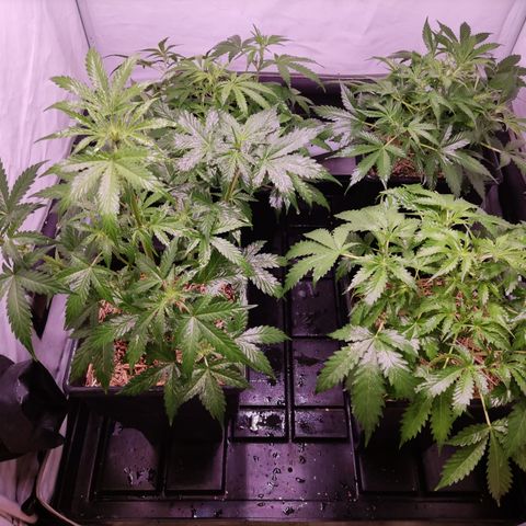 Auto CBD White Widow #2 growlog timeline photo