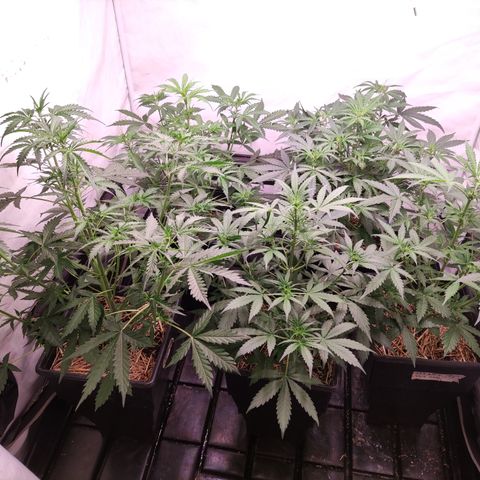 Auto Daiquiri Lime #2 growlog timeline photo