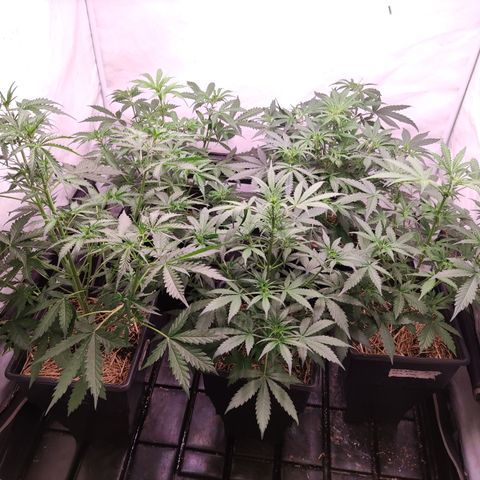 Auto Daiquiri Lime #2 growlog timeline photo