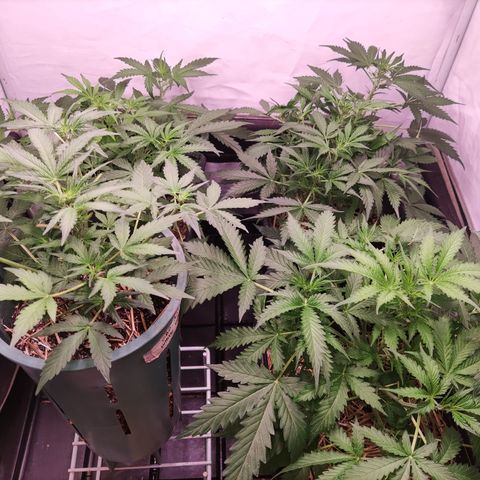 Auto CBD White Widow #2 growlog timeline photo