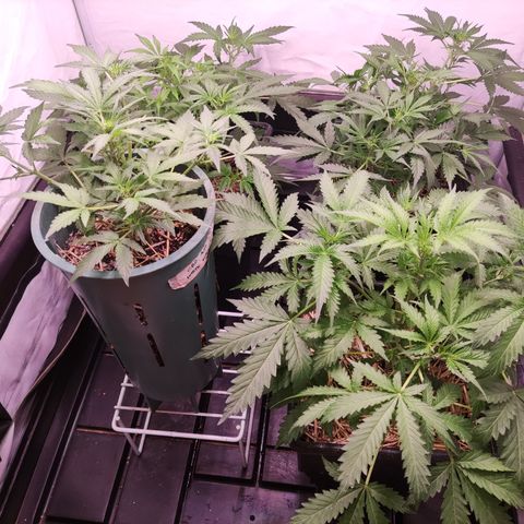 Auto CBD White Widow #2 growlog timeline photo