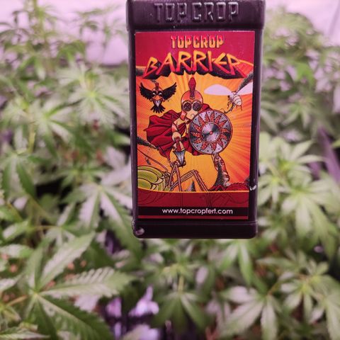 Auto Daiquiri Lime #2 growlog timeline photo
