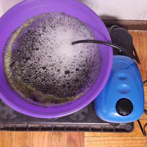 Auto Daiquiri Lime #2 growlog photo: Hojas trozadas con aireador por 24 hs. Colar y riego. 2 litros de agua repartido entre todas.