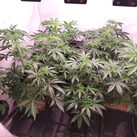Auto Daiquiri Lime #2 growlog timeline photo