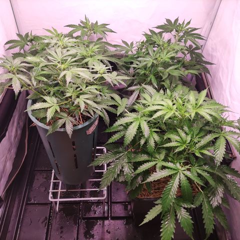 Auto CBD White Widow #2 growlog timeline photo