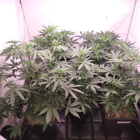 Auto Daiquiri Lime #2 growlog timeline photo