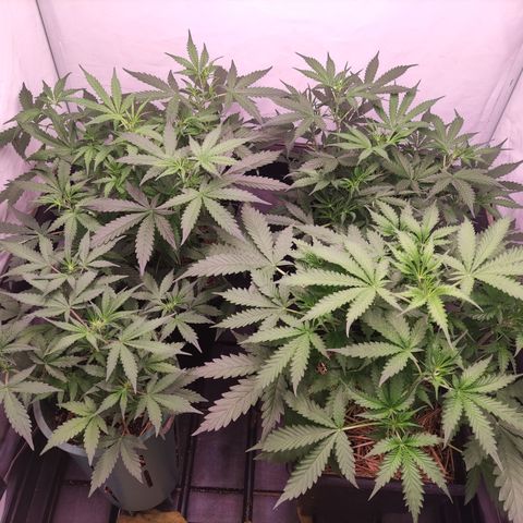 Auto CBD White Widow #2 growlog timeline photo