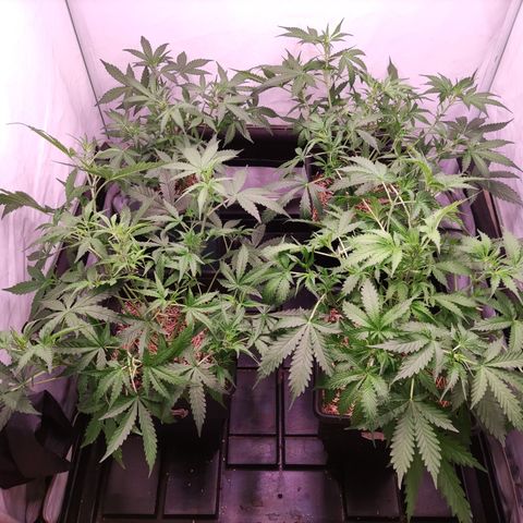 Auto CBD White Widow #2 growlog photo: Defoliación selectiva