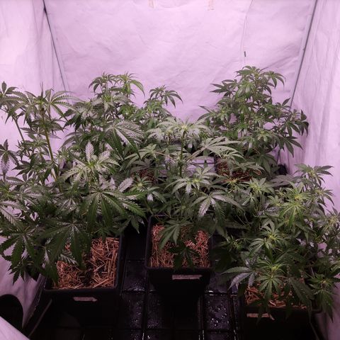 Auto Daiquiri Lime #2 growlog photo: Defoliación selectiva