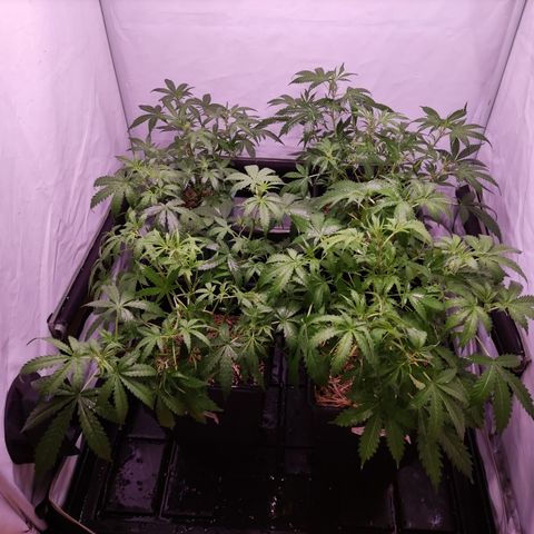 Auto Daiquiri Lime #2 growlog photo: Defoliación selectiva