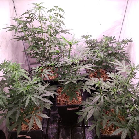 Auto Daiquiri Lime #2 growlog photo: Mezcla de sustrato hasta completar las macetas:
Grow mix turba
humus de lombriz
perlita
vermiculita
guano para flora 9 g por maceta

Riego 600 ml por maceta de preparado de hojas con aireador 24 hs. Colar.