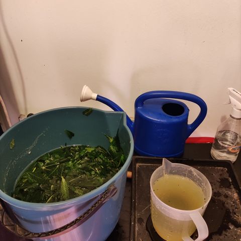 Auto Daiquiri Lime #2 growlog photo: Mezcla de sustrato hasta completar las macetas:
Grow mix turba
humus de lombriz
perlita
vermiculita
guano para flora 9 g por maceta

Riego 600 ml por maceta de preparado de hojas con aireador 24 hs. Colar.