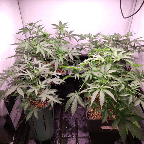 Auto CBD White Widow #2 growlog photo: Riego 600 ml por maceta de preparado de hojas con aireador 24 hs. Colar.