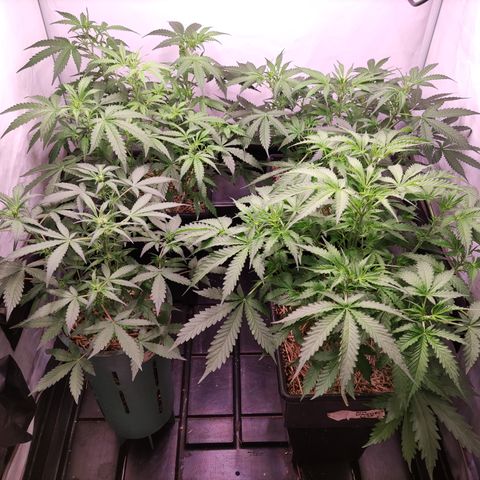 Auto CBD White Widow #2 growlog timeline photo