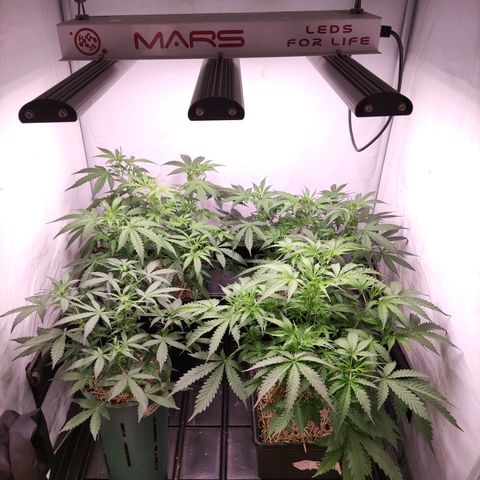 Auto CBD White Widow #2 growlog timeline photo