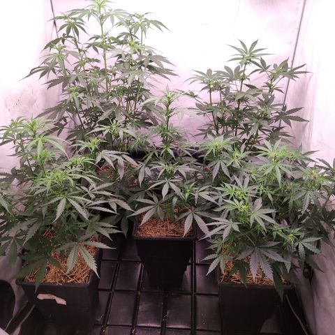 Auto Daiquiri Lime #2 growlog timeline photo