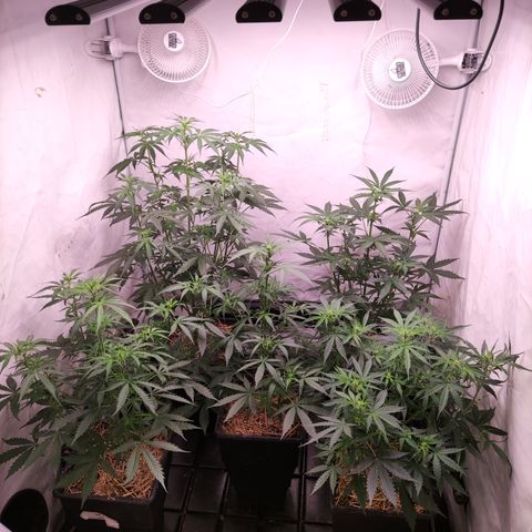 Auto Daiquiri Lime #2 growlog timeline photo