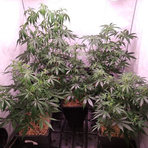 Auto Daiquiri Lime #2 growlog timeline photo