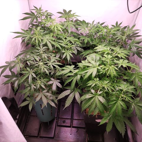 Auto CBD White Widow #2 growlog timeline photo